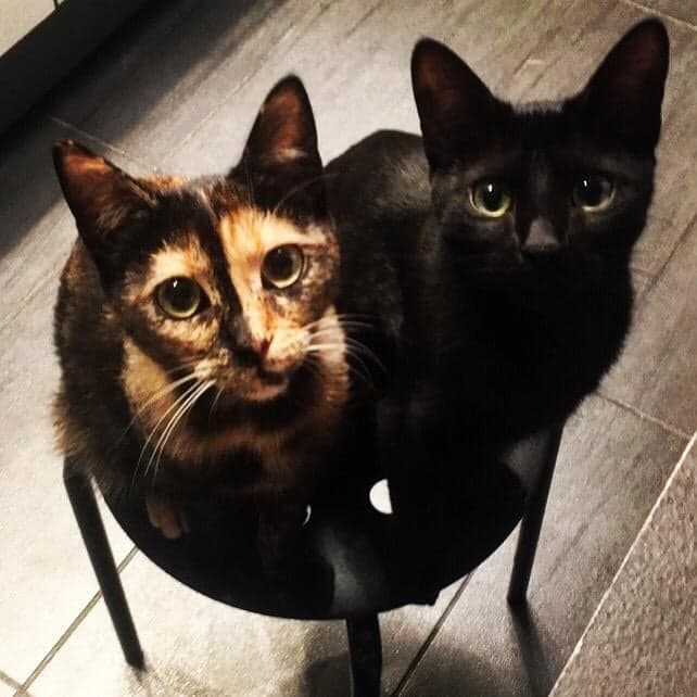 72043316_428553564435362_1520179858825543680_n