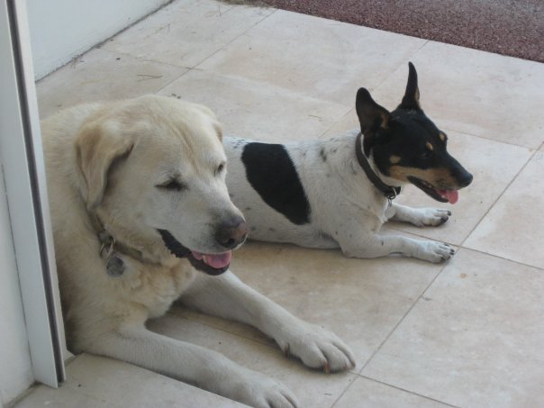 1936580_173199029936_5412015_n