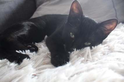 71256376_521128582032704_2876821325958086656_n