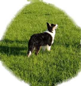 72558388_397129844511144_5682035144681062400_n