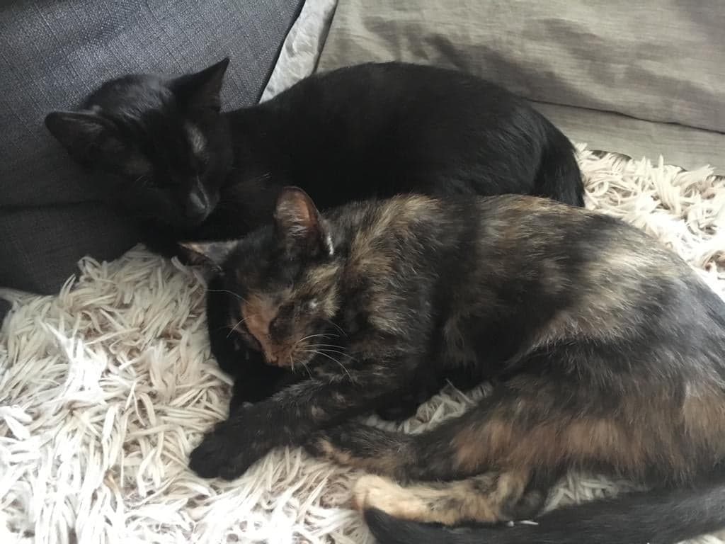 72852996_445383372996291_3171944991475892224_n