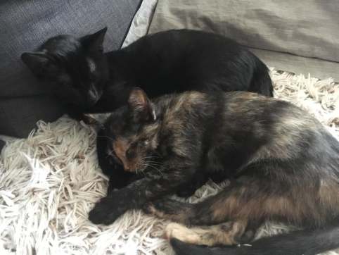 72852996_445383372996291_3171944991475892224_n