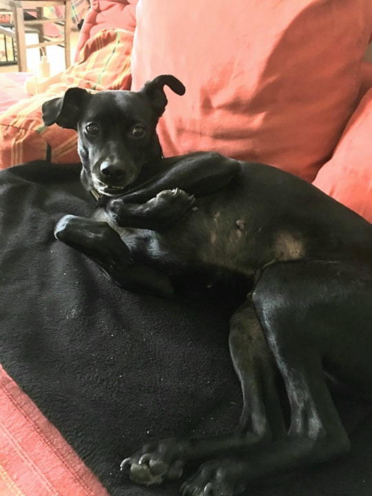 75224814_451225859141775_2260153872968318976_n