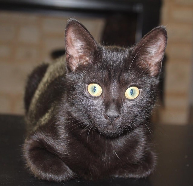 73241576_844294629301025_7867331405582172160_n