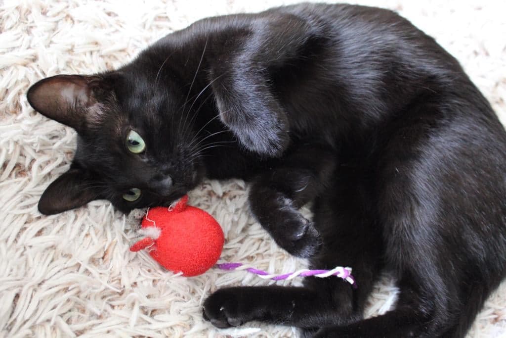 75540220_778606695896421_524564675350757376_n