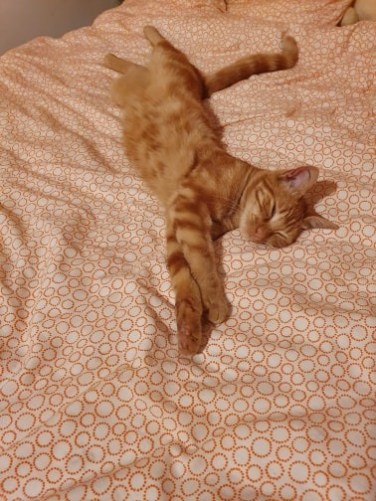 71931053_689337548239570_5767883956015857664_n