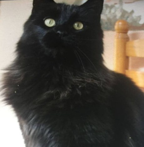 76747478_557520038375152_9033965039958097920_n