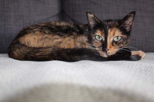 78389568_2377807689137243_2745612149534490624_n