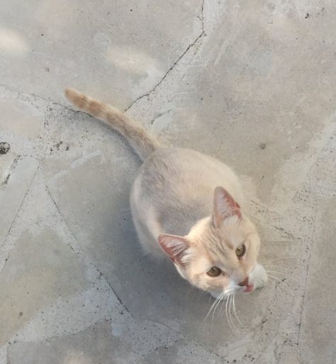 80539369_602837770545468_253191728008265728_n