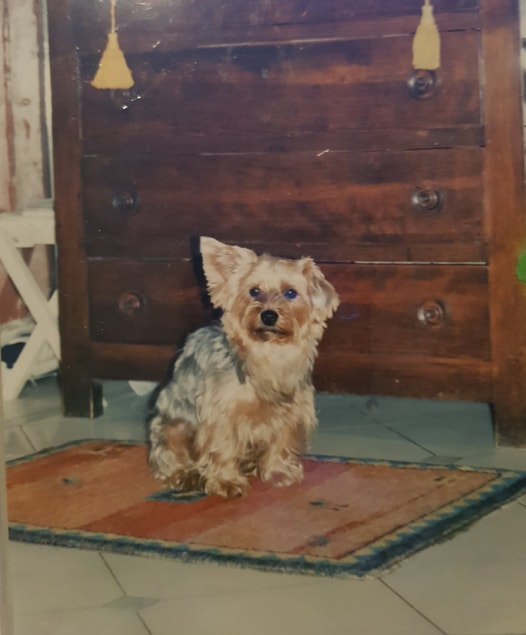 81604030_793635047786892_3830976889476874240_n