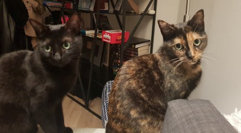 81813343_476326173318435_9140098277457264640_n