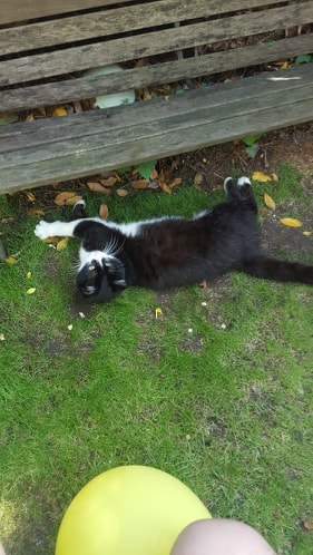 81913534_463004354576176_6235528159937167360_n