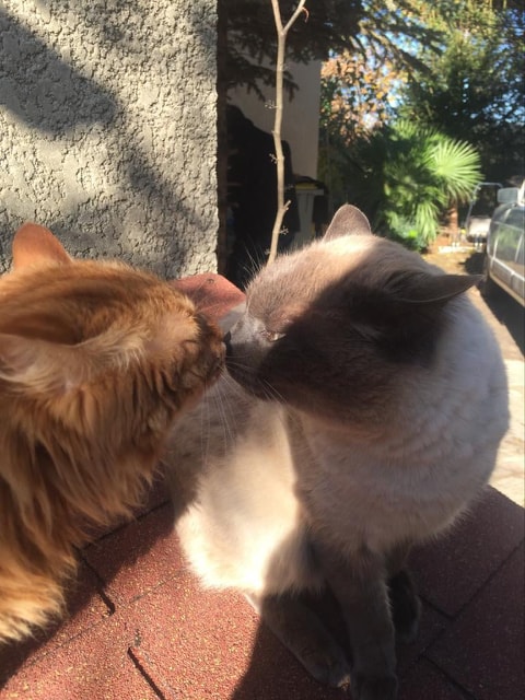 83077855_217376369273490_7530002853088198656_n