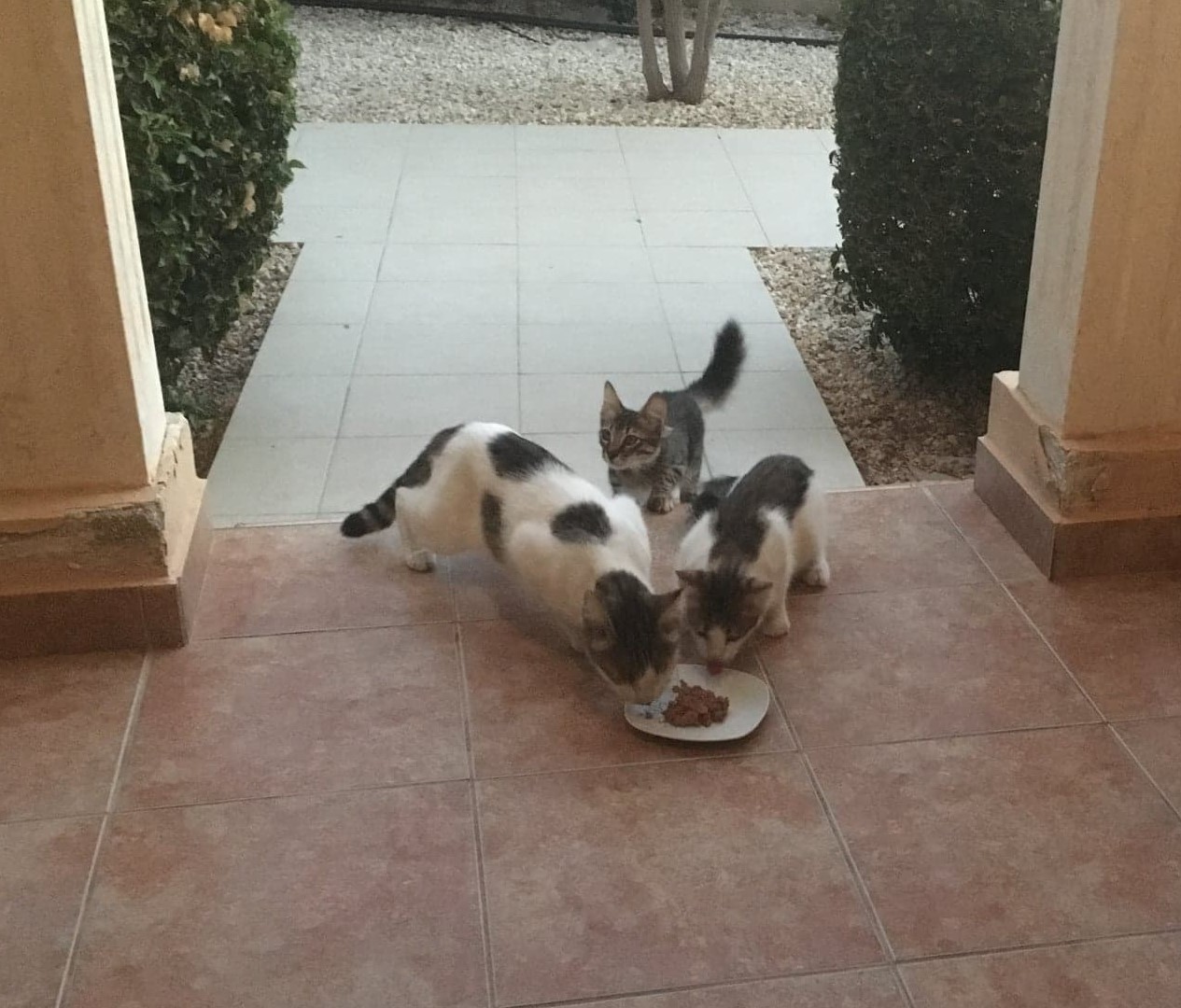 83325988_585868842248600_6421423883630411776_n