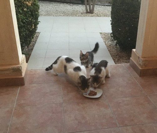 83325988_585868842248600_6421423883630411776_n