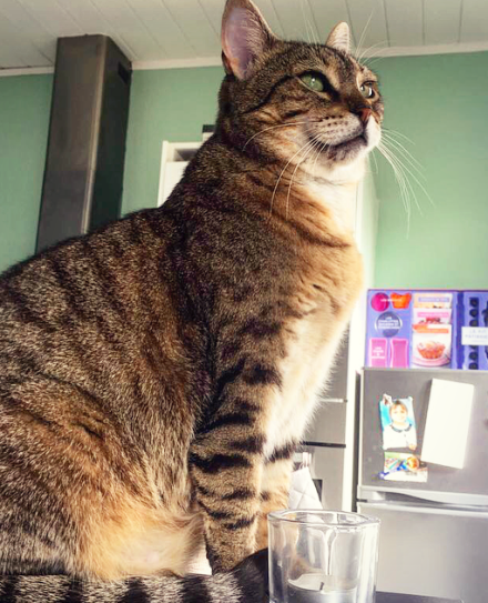 83560217_175895843504908_6806544469962260480_n