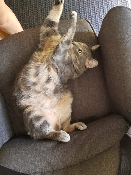 84016517_653489565389483_5374306862546026496_n