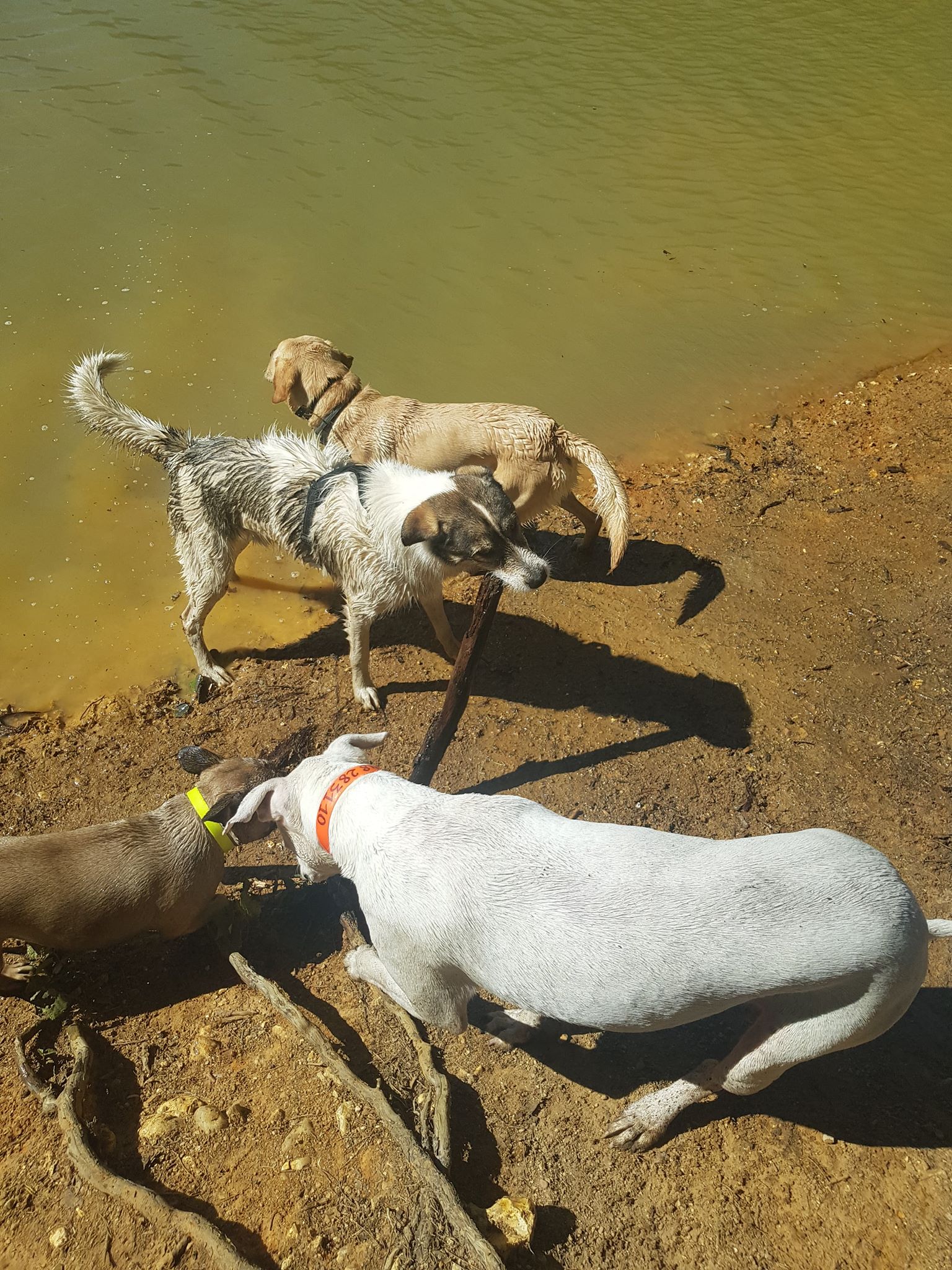 101659685_254292995665933_2675056561394548736_n