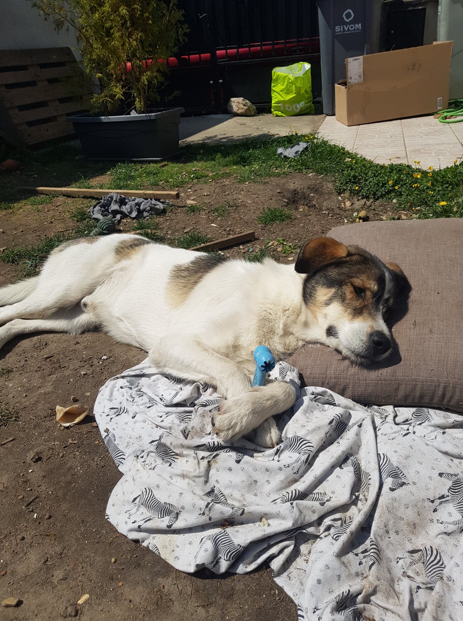 101675919_289598418877594_5777348431848669184_n